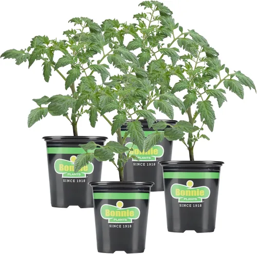 Vista 13 de Bonnie Plants Tomate rojo beefsteak 19.3 oz. paquete de 4