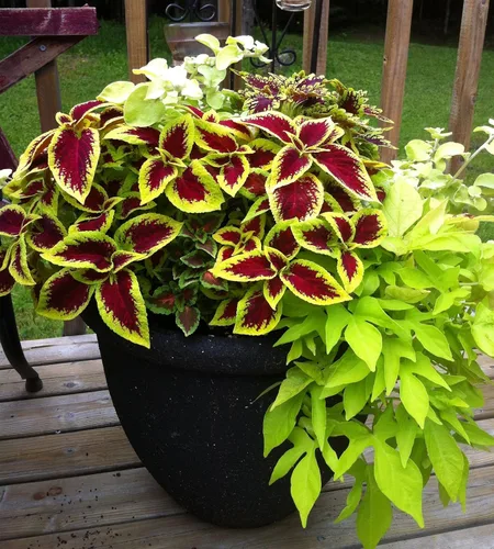 Vista 2 de Coleus Blumei Mix Seeds Flores anuales hermosas para plantar 100 semillas sin OMG