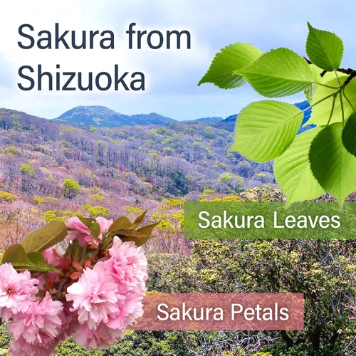 Vista 5 de YAMASAN KYOTO UJI Té verde japonés Sakura Sencha Hoja suelta 2.8oz Té verde sencha con sabor a flor de cerezo japonés, mezclado con hojas