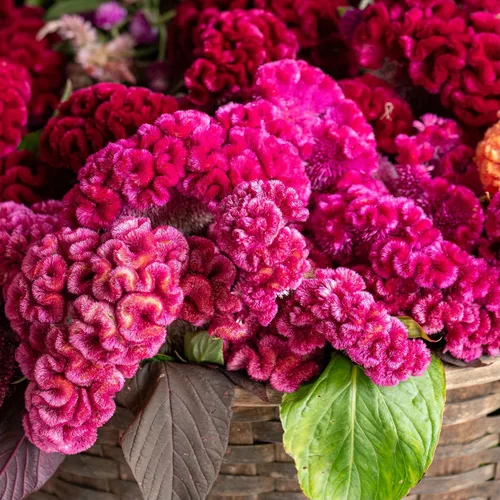 Vista 2 de Semillas mixtas (Celosia Cristata) – 300 piezas anuales, tolerantes al calor y la sequía Crestas onduladas exóticas, colores vibrantes