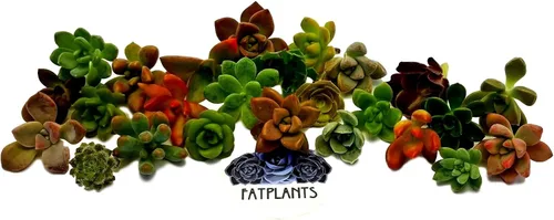 Vista 2 de Fat Plants San Diego, esquejes de suculentas, roseta pequeña