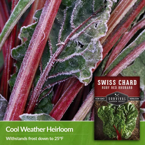 Vista 4 de Semillas de acelgas suizas de ruibarbo rojo rubí para plantar, acelga roja reliquia, cultivo de clima fresco o cálido para jardines domésticos