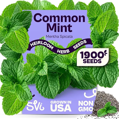 Vista 15 de SVI 2000 semillas de albahaca genovesa (Ocimum basilicum) - Paquetes de semillas de albahaca dulce - Semillas aromáticas de hierbas culinarias