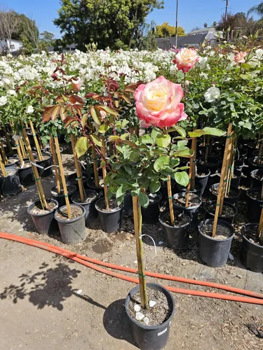 Vista 12 de Árbol de rosas, planta de floración viva, 4-5 pies de alto, refloreciendo todo el año, maceta de 5 galones