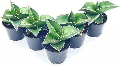 Vista 3 de BubbleBlooms Sansevieria Samurai - Planta de serpiente de espada azul enana en una maceta de 2 pulgadas, mini-duendecillo