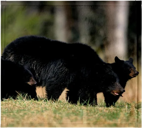 Vista 7 de 3dRose Black Bear Female with Two Cubs, Great Smoky Mountains National Park 22x30 Bath Hand Pool Towel