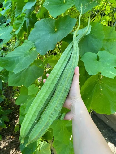 Vista 2 de 30 semillas de calabaza de esponja acanaladas Okra chino en ángulo Luffa semillas de calabaza