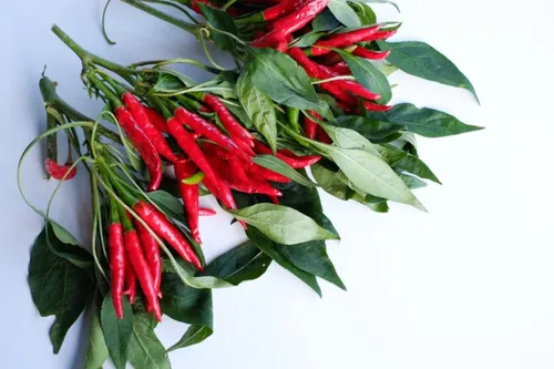 Vista 2 de Semillas de pimienta de cayena roja - 100 semillas - Cultiva chiles rojos - Ideal para comer o chile en polvo