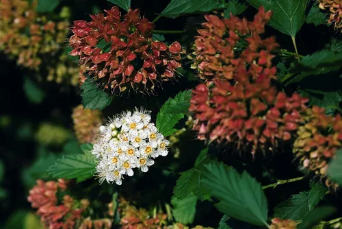 Vista 3 de TriStar Plants - Ninebark común - Maceta comercial de 1 galón - 2'-3' pies de alto - Physocarpus opulifolius - Arbusto floreciente, nativo, atrae