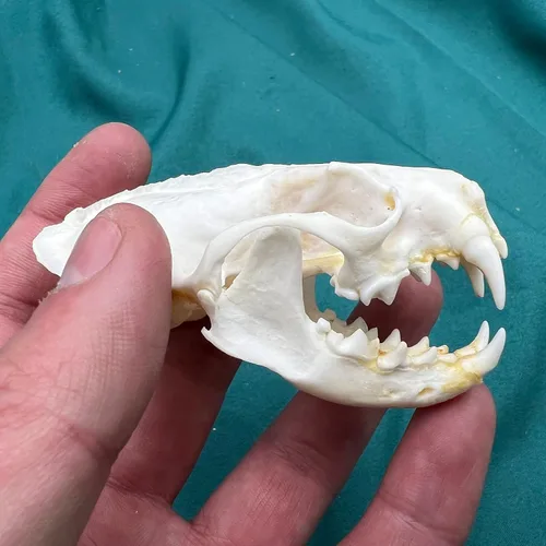 Vista 9 de Venta al por mayor 1/2/3/5/10 piezas Cráneos de Animales Reales de Taxidermia, Espécimen de Huesos Reales, Suministros de Arte Hueso Medicina