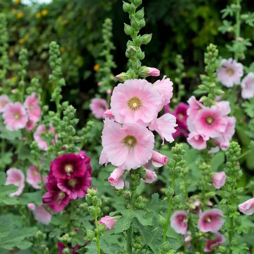 Vista 3 de Eden Brothers Hollyhock Seeds - Enrique VIII - Rosa