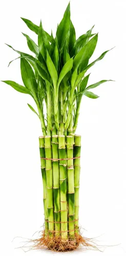 Vista 11 de Planta viva de bambú de la suerte, planta de interior de bambú rizado, Dracaena Sanderiana
