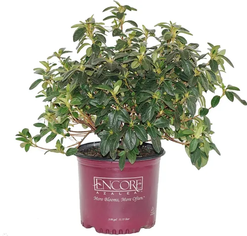 Vista 2 de Azalea Encore Autumn Twist (Azalea Reblooming) Arbusto, RB blanco/púrpura, #3 - Tamaño Contenedor