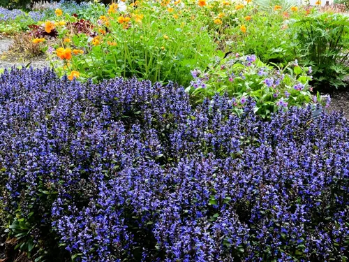 Vista 2 de Greenwood Nursery: Plantas vivas de cobertura del suelo - Bugleweed Blueberry Muffin + Ajuga Reptans - [Cantidad: 1x Maceta de Pinta]