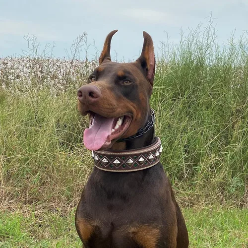 Vista 2 de Blazing Paws Darlington - Collar de perro de cuero de lujo de 2 pulgadas de ancho para perros grandes, hecho a mano de gamuza acolchado de cristal