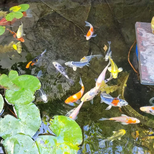 Vista 4 de Toledo Goldfish - Pez Koi mariposa y Koi, Combo para estanques, acuarios o peceras