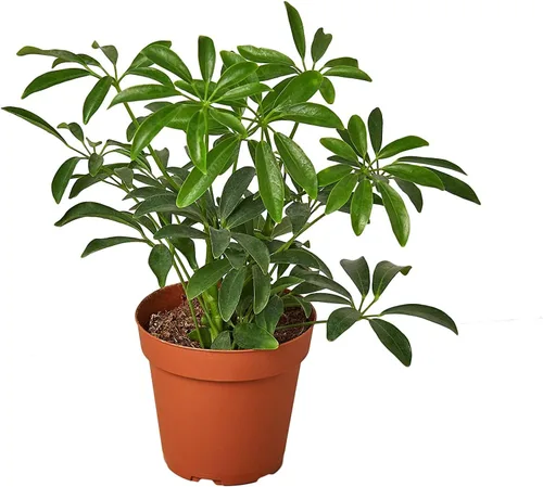 Vista 2 de Gardenera Umbrella Plant Potting Mix - Mezcla prémium para follaje vibrante y fuerte desarrollo de raíces, 1 cuarto de galón