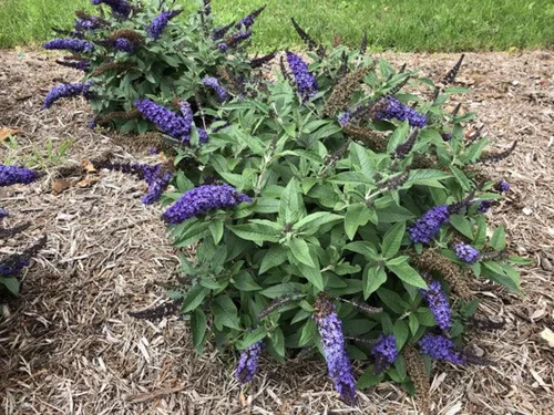 Vista 2 de Pugster Blue® Butterfly Bush - Maceta de 4" - Buddleia - Ganadores probados