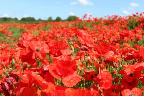 Vista 6 de 50.000 semillas de amapola de maíz rojo Flandes, 0.25 oz de herencia no transgénica, abejas polinizadoras cosechadas en Estados Unidos, mariposa