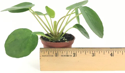 Vista 2 de Pilea peperomioides (recipiente de 2 pulgadas) (planta china del dinero/planta lefse /planta UFO)