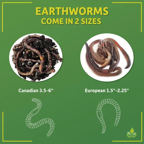 Vista 3 de Josh's Frogs Nightcrawlers/Earthworms - 'Lumbricus terrestris' (8 oz)