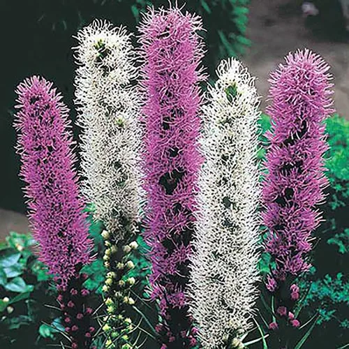 Vista 2 de White Liatris Spicata - 10 bombillas - Estrella ardiente - Cormos de tamaño más grande