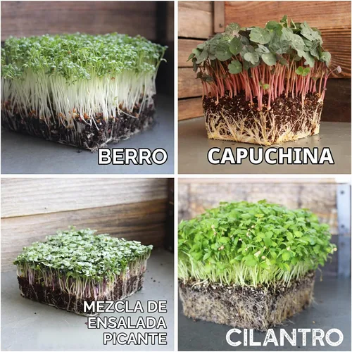Vista 7 de Kit de semillas de microverdes de 12 variedades - Semilla de brócoli para germinado más rábano morado, remolacha, microverdes de girasol, guisantes