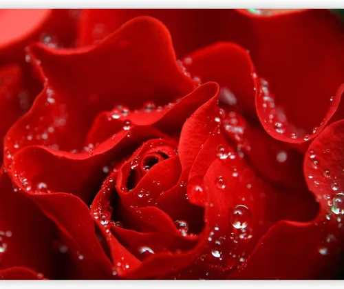 Vista 10 de artgeist Mural de pared con rosas de 138 x 106 pulgadas, papel tapiz no tejido de forro polar para decoración de pared, impresión fotográfica, #05