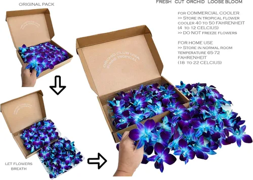 Vista 2 de Miami Fresh Orchid Flores perecederas de floración suelta OrchidClub USA Sunne Tropical DIY lei, decoración de alimentos y bebidas (100 azul)