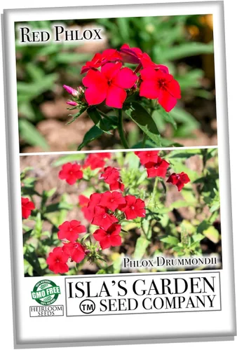 Vista 3 de Semillas rojas de Phlox para plantar, más de 200 semillas de flores tradicionales por paquete, semillas anuales, sin OMG, nombre botánico: Phlox