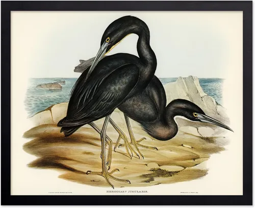 Vista 121 de Poster Master Póster vintage de James Audubon – Impresión retro de amargo americano – Arte de aves de América – Regalo para hombres, mujeres