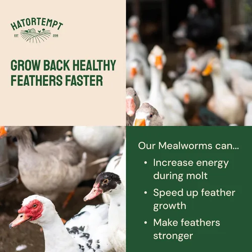 Vista 9 de Hatortempt Gusanos secos de harina para aves silvestres – Bolsa de 1.8 libras – Alimento Bluebird – Gusanos de comida con alto contenido