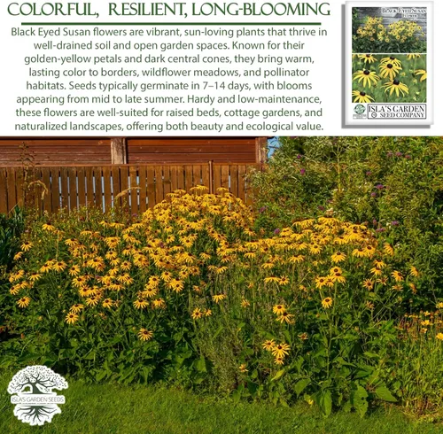 Vista 5 de Semillas de flores Susan de ojos negros, más de 3000 semillas por paquete, flores silvestres amarillas brillantes, nombre botánico: Rudbeckia hirta