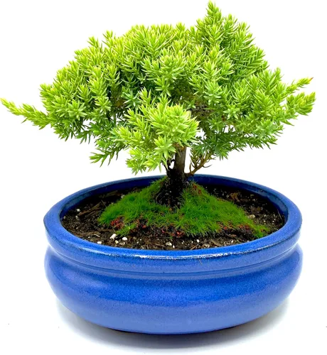 Vista 12 de Árbol bonsái enano vivo de enebro de más de 12 años con alfombrilla de bambú, árbol bonsái de enebro o jade, para interiores y exteriores, 100%