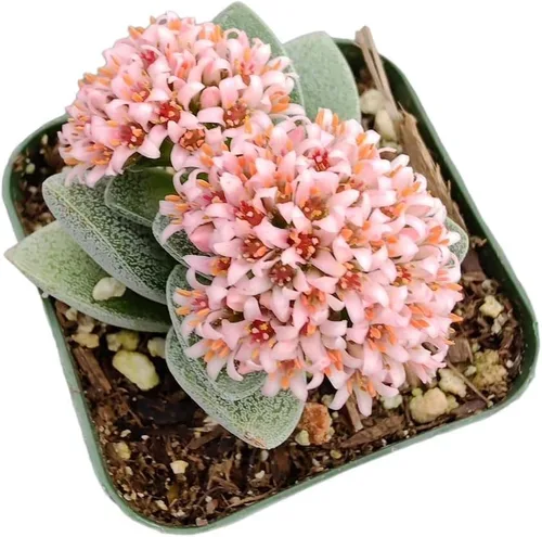 Vista 5 de Cactus vivo y plantas suculentas (maceta de 2 pulgadas Crassula Pubescens)