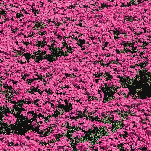 Vista 2 de Crimson Beauty Creeping Phlox - Planta de iniciación perenne de raíz desnuda con floración de raíz desnuda – 1 planta de inicio por oferta