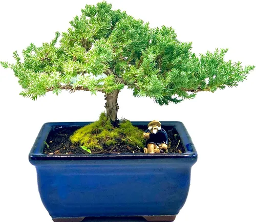 Vista 8 de Árbol bonsái enano vivo de enebro de más de 12 años con alfombrilla de bambú, árbol bonsái de enebro o jade, para interiores y exteriores, 100%