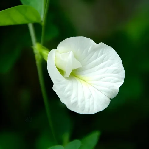Vista 6 de Semillas de flor de guisante de mariposa para plantar, 35 semillas de Clitoria mixtas, semillas de clitoria sin OMG para jardín ornamental, bonsái