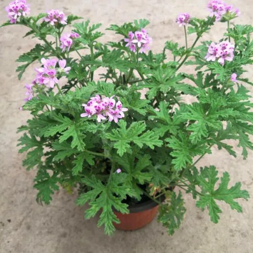 Vista 2 de Juego de 4 plantas de citronela vivas, de 3 a 6 pulgadas de alto, planta de citronela viva de interior, maceta de citronela, plantas vivas