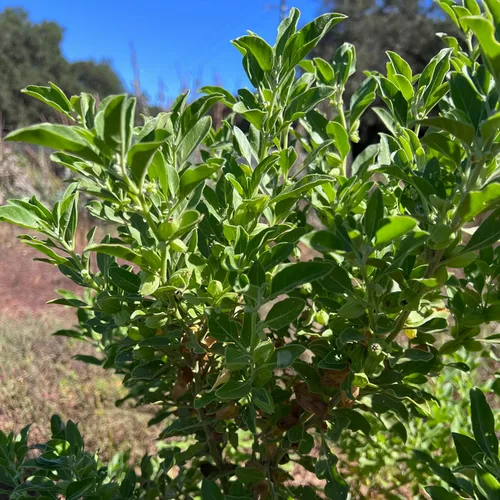 Vista 2 de Plant Good Seed Semillas orgánicas de Ashwagandha para plantar: hierba ayurveda, raíces blancas - Paquete de 80 semillas