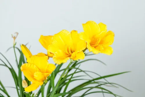 Vista 5 de Stella DE'ORO Daylily - Tamaño: 1 galón, planta viva, incluye fertilizante de mezcla especial y guía de plantación