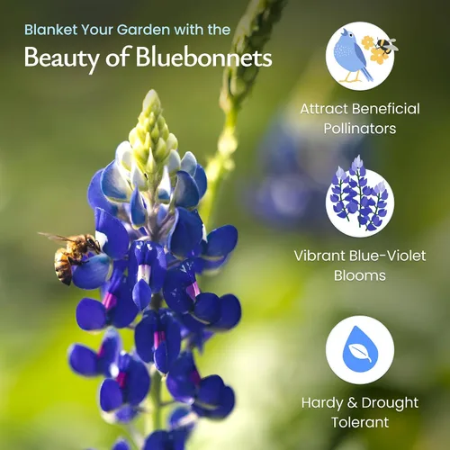 Vista 3 de Created By Nature Texas Bluebonnet Seeds, más de 750 semillas de flores silvestres, Texas State Flower