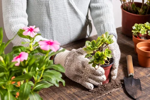 Vista 8 de 11 piezas de herramientas para suculentas, mini herramientas de jardín, herramienta de riego de suculentas como accesorios para plantas, kit