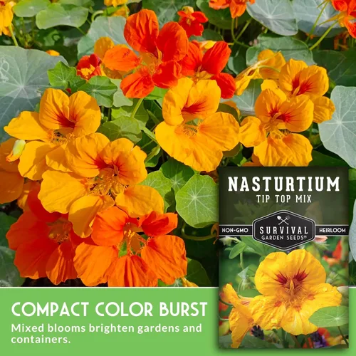 Vista 3 de SURVIVAL GARDEN SEEDS - Semillas de Capuchina para Plantar al Aire Libre – Variedad Reliquia Tip Top Mix de Flores Comestibles y Plantas Compañeras