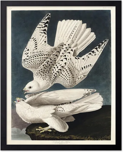 Vista 60 de Poster Master Póster vintage de James Audubon – Impresión retro de amargo americano – Arte de aves de América – Regalo para hombres, mujeres