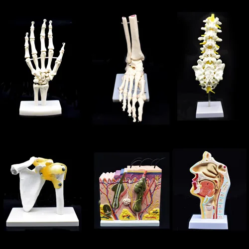 Vista 4 de Modelo de esqueleto de mano humana en base, hueso de mano, tamaño real, articulado