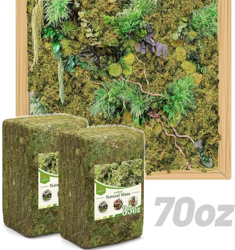 Vista 11 de Musgo verde natural de 10 onzas para principiantes, musgo de inicio para plantas de interior, jardines de hadas artificiales, mini mosswall