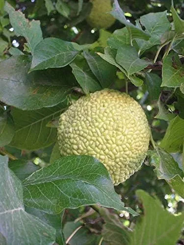 Vista 2 de Maclura pomifera: Semillas de Naranja Osage