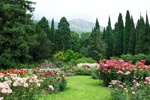 Vista 7 de Florida Foliage Árbol de ciprés italiano 40 plántulas vivas Cupressus Sempervirens Plantas formales elegantes de estilo mediterráneo, verde