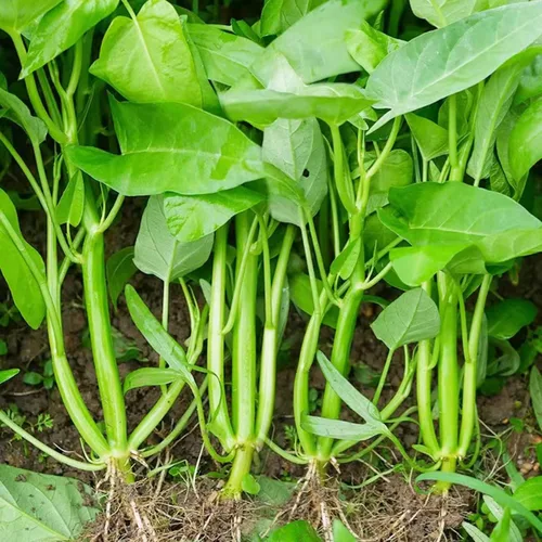 Vista 6 de Más de 2000 semillas de vegetales Kong Xin CAI Agua, espinacas Kangkong, deliciosas semillas de vegetales para plantación de hojas verdes, jardín